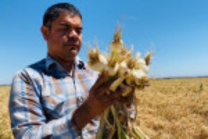 Picture of 'There's no water,' says California farm manager forced to leave fields fallow