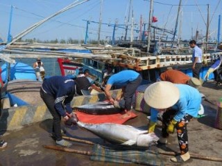 Thẻ vàng của EC với thủy sản Việt Nam: Cảnh báo “bay màu” vàng sang đỏ