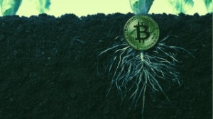 Ảnh của Liệu bản nâng cấp Taproot của Bitcoin có tạo ra “cơn mưa DeFi” không?