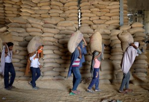 Picture of India to allow wheat shipments awaiting customs clearance - govt