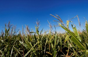 Picture of Argentina proposes 'extraordinary income' tax amid grains windfalls