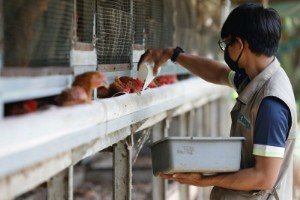 Picture of Indonesia looks to plug shortage of chicken supplies in Singapore