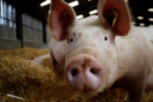 Picture of Two pig heart transplants succeed in brain-dead recipients