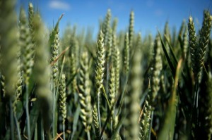 Picture of Wheat Climbs After Five-Day Slump With Rising Supply in Focus