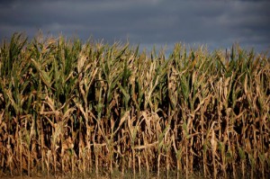 Picture of French maize crop rating tumbles as drought deepens