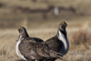 Picture of Bureau of Land Management to pause oil, gas leasing on 2.2 million acres in Colorado