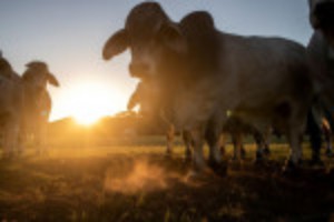 Picture of Dry pastures force Texas ranchers to slaughter ever more cows