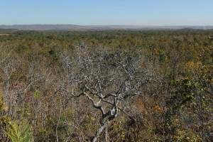 Picture of Brazil's CBA, Reservas Votorantim issue first carbon credits from Cerrado biome