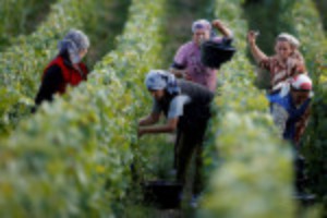 Picture of French wine output to rise 18% after early harvest - ministry