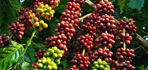 Ảnh của Giá cà phê hôm nay 26/10: Arabica lao dốc gần 2,5%