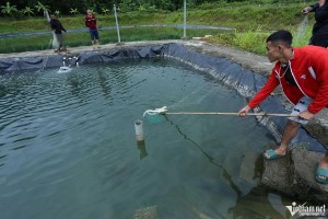 Ảnh của Nuôi thành công loài cá đặc sản xứ lạnh ở 'chảo lửa' miền Trung