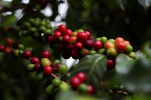 Picture of Exclusive-Brazil coffee defaults spike for second year in a row