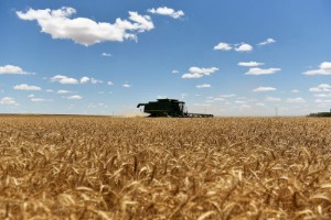 Picture of Wheat up 6% after Russia quits Black Sea pact; corn, soy firm