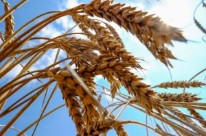 Picture of Wheat Prices Fall as Russia Rejoins Black Sea Deal on Safe Passage