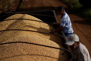 Picture of Brazil moves closer to China corn exports as Beijing approves traders