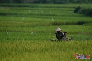 Ảnh của Mỗi năm 'mất' nghìn ha đất, TP.HCM tính làm 'nông nghiệp chiều thẳng đứng'