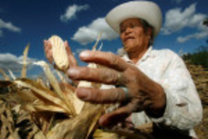 Picture of Mexican lawmakers push wider pesticides ban; farm groups alarmed