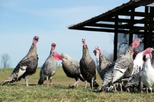 Picture of Fowl play: Large turkeys scarce ahead of big U.S. Thanksgiving gatherings