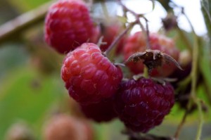 Picture of Chile investigates hepatitis A-tainted raspberries recalled in U.S.