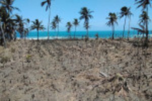 Picture of One year after volcanic blast, many of Tonga's reefs lay silent