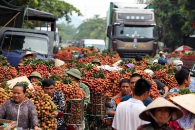 Bắc Giang thu hơn 4.400 tỷ đồng nhờ bán vải thiều