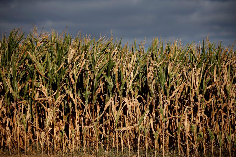 French maize crop rating tumbles as drought deepens