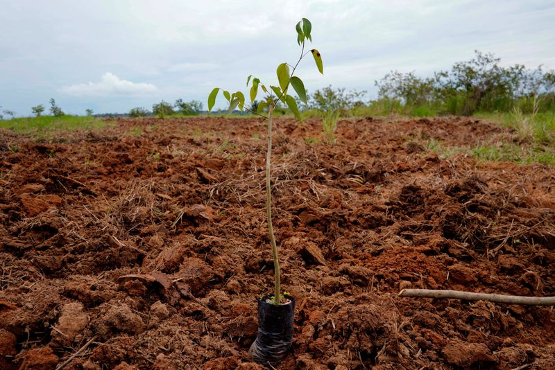 Exclusive-World Bank's IFC taps blockchain for carbon offsets