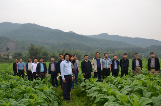 Thuốc lá Ngân Sơn (NST) bất ngờ lãi đậm sau 2 quý lỗ đầu năm