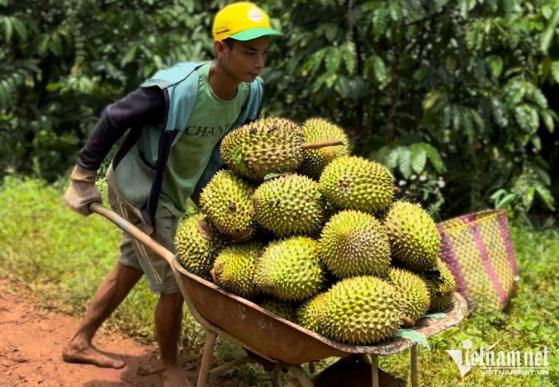 Nông dân thấy giá cao liền phá vỡ cam kết, giá thấp doanh nghiệp lại không mua