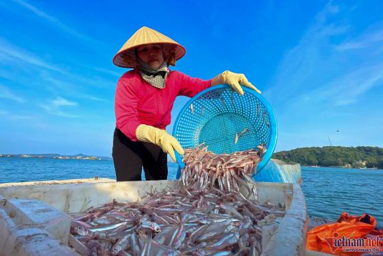 Mùa cá cơm trên đảo Thanh Lân, mỗi ngày thu hàng chục triệu đồng