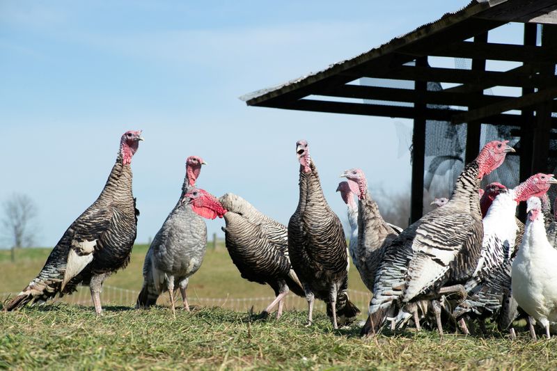 Fowl play: Large turkeys scarce ahead of big U.S. Thanksgiving gatherings