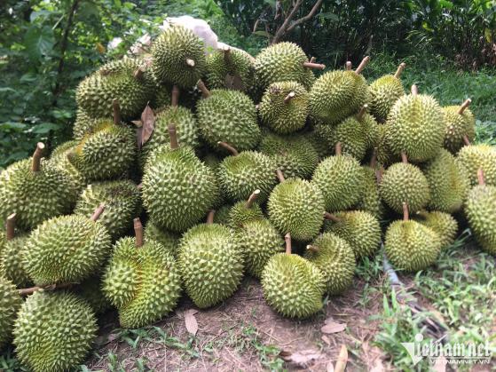 Giá trái cây tăng dựng đứng, có loại thành hàng siêu đắt đỏ