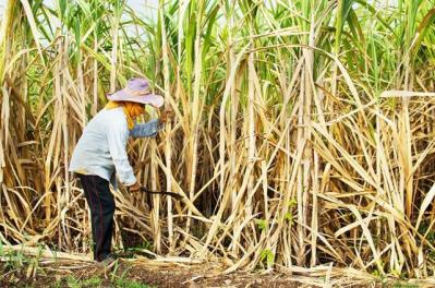 Áp thuế chống bán phá giá đường nhập từ Thái Lan