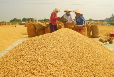 NHNN yêu cầu đảm bảo vốn tín dụng phục vụ thu mua, tạm trữ thóc, gạo tại khu vực ĐBSCL