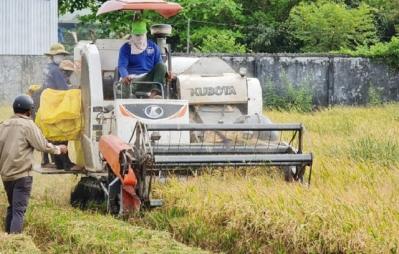 Giá lúa nhích nhẹ, giá phân bón tăng mạnh