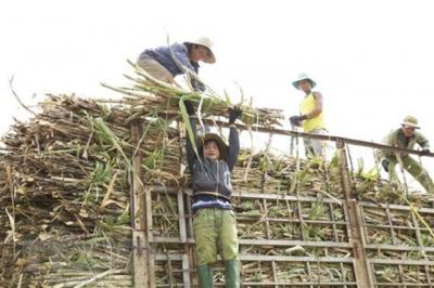 Gia Lai: Giá mía tăng lên mức cao kỷ lục, người nông dân phấn khởi