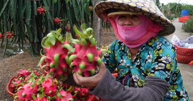 Thương lái Trung Quốc biến mất, thanh long ế đầy đồng không ai mua