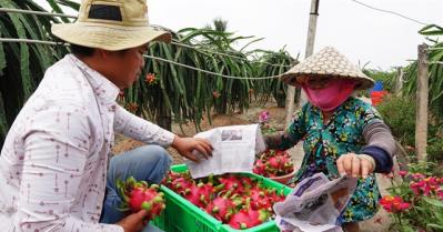 Trung Quốc dừng nhập khẩu, hơn 100.000 tấn thanh long đang nằm trong kho